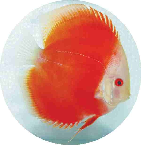Red Melon Discus Fish - 2.5 inch